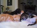 Sleepy Kittens Waking Up Sleepy Kittens Waking Up
