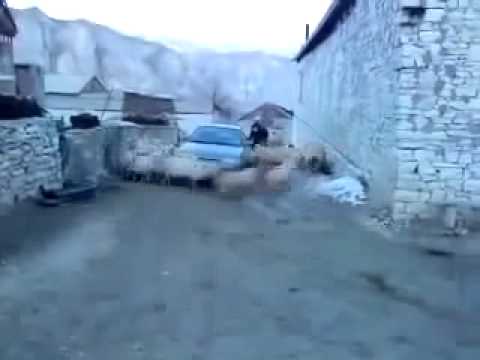 Циклон из овец