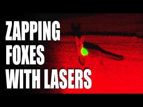 Zapping foxes with lasers