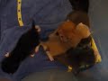 Kittens are awake!
