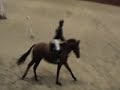 FOR SALE Honey @ Merrist Wood 90cm & 1m 18.10.08 FOR SALE Honey @ Merrist Wood 90cm & 1m 18.10.08