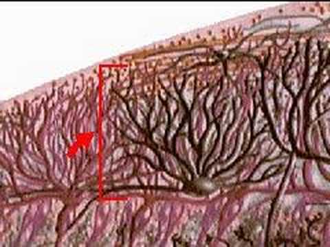 How the Body Works : Movement and ...