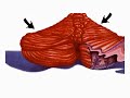 Collection: How the body works