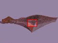 How the Body Works : Movement and the Cerebellum