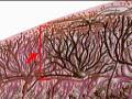 How the Body Works : Movement and the Cerebellum