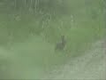 Hunting Wabbits