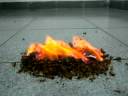 Burning a pile of huge ants