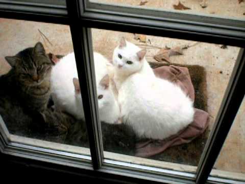 how to provide warmth for outside cats