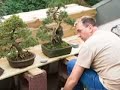 Achims Bonsai-Tisch
