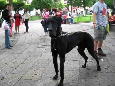 gran danes