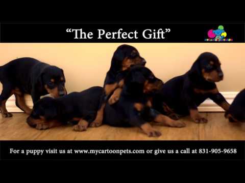 AKC Doberman Pinscher