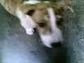 My Puppies Chimpoy & Chulet