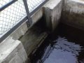 Salmon Ladder in Grand-Falls Windsor Newfoundland