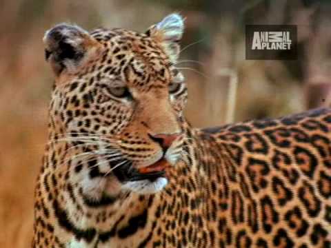 Leopard