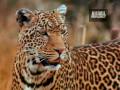 Ultimate Animal Moms - Leopard Mothers