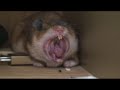 x-My yawning Hamster -x x-My yawning Hamster -x