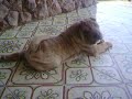 Hannah, shar pei