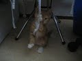 My kitten