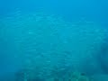 2009年11月19日大瀬崎Dive 047.MPG
