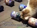 Cat and dog catch burglars - Kat en hond vangen inbrekers Cat and dog catch burglars - Kat en hond vangen inbrekers
