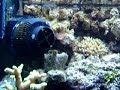 VASSILI REEF BECKEN