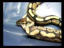 destert storm huge rat part 3