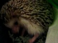 Prickles taking a nap ZzZz Prickles taking a nap ZzZz