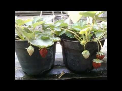 how to grow strawberries in a pot