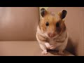 golden hamster sea-chan#5