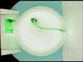 Experiment 0: Rotating Fluids