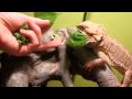 Our new male bearded dragon