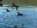 The Heron VS The Jack Russell The Heron VS The Jack Russell