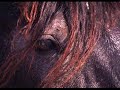 les chevaux sauvages les chevaux sauvages