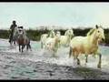 les chevaux sauvage