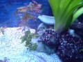 Callochromis Cichlid - feeding