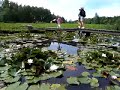 Waterlilies in Vecpiebalga