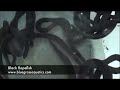 Black Ropefish Black Ropefish