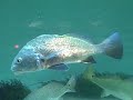 Trout Fishing Anyone Trout Fishing Anyone