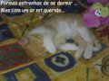 Mem?rias de um gato -- 2007-2008