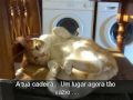 Mem?rias de um gato -- 2007-2008