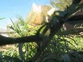 Dinosour Attack!