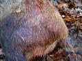 wild pig beat