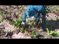 Family Farmer Talks About The Benefits Of Year-Round Labor 