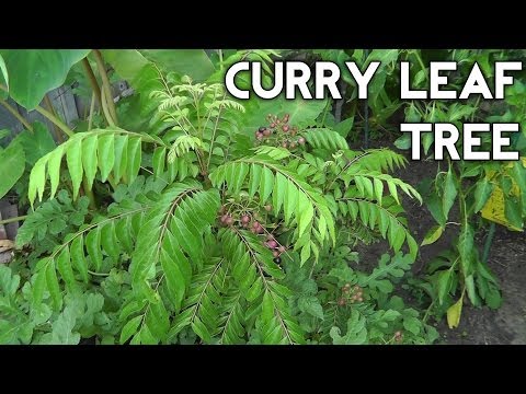 how to transplant curry leaf plant