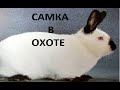Видео - Как определить что самка в охоте (кролиководство)