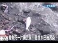 Click here to watch this video 魚也遭殃？工廠爆炸疑污染海水魚紛暴斃