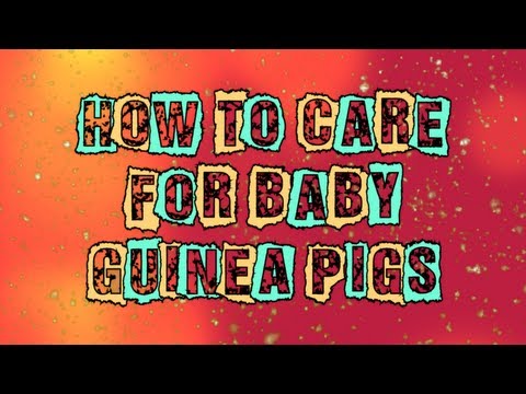 how to care guinea pig babies