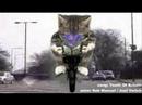 funny cats funny cats