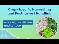Broccoli, Cauliflower & Lettuce Harvest & Postharvest Handle