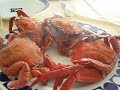 Necoras recién cocidas Necoras recién cocidas
